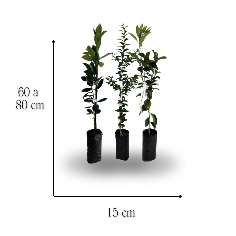 medida kit trio citrico