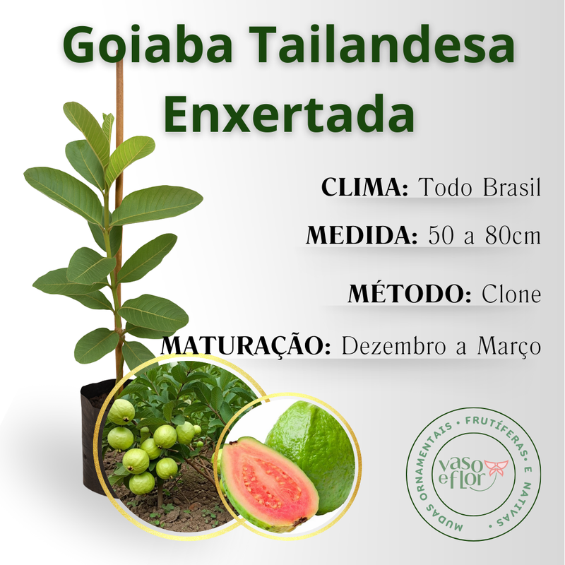 inf goiaba tailandesa enxertada