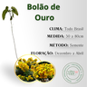 inf bolao de ouro