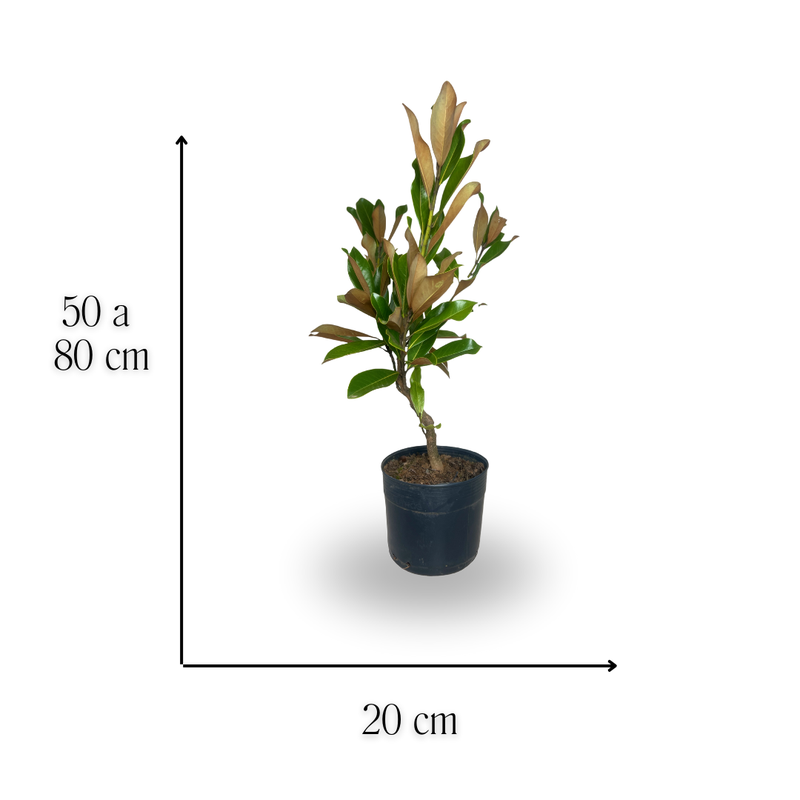 medida magnolia super alba