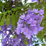 aravores jacaranda mimosifolia