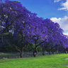aravores jacaranda mimoso