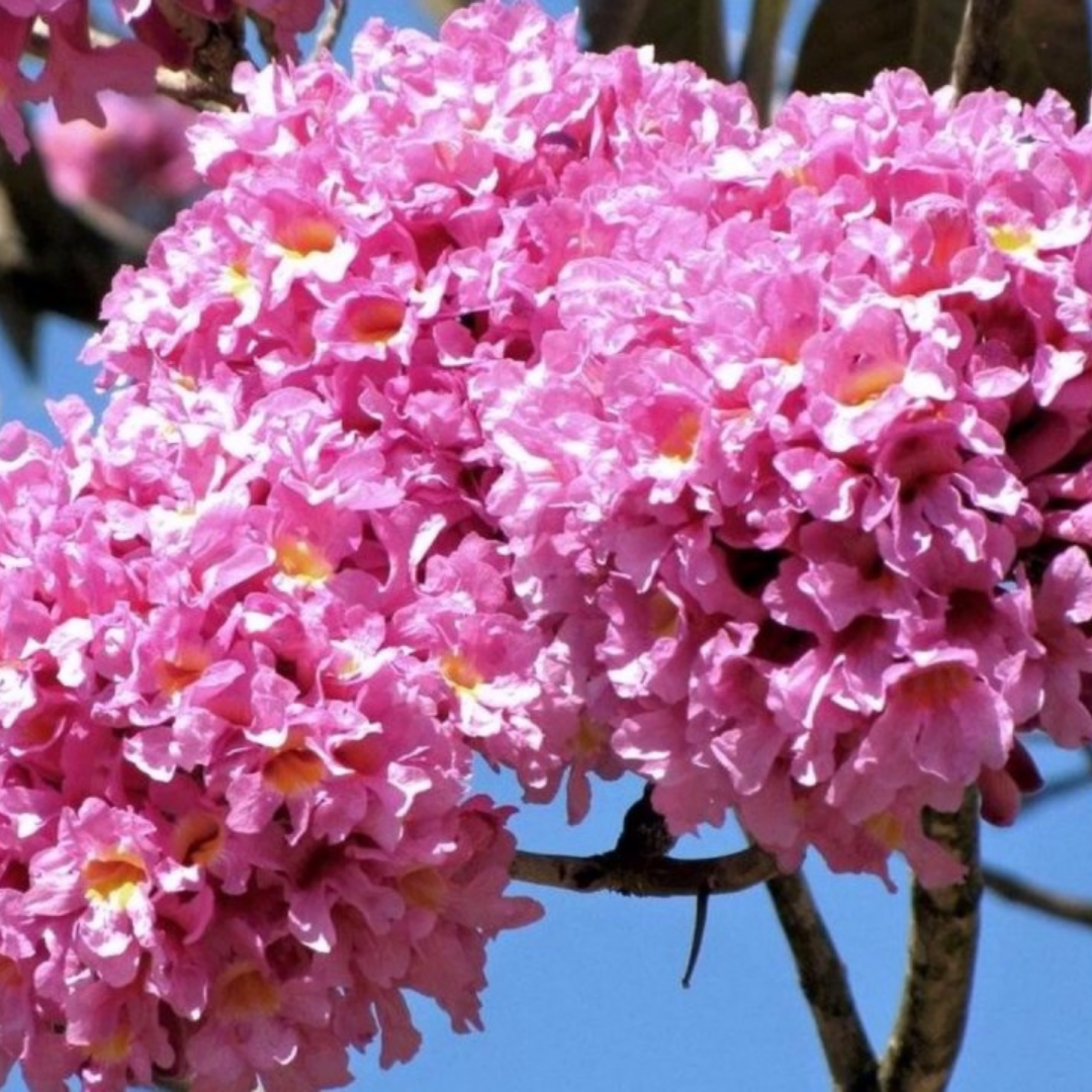 Ipê Rosa Muda de Ipê Rosa (Handroanthus impetiginosus)