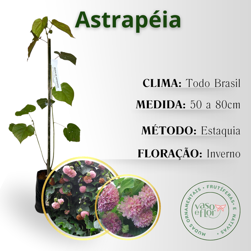 inf astrapeia