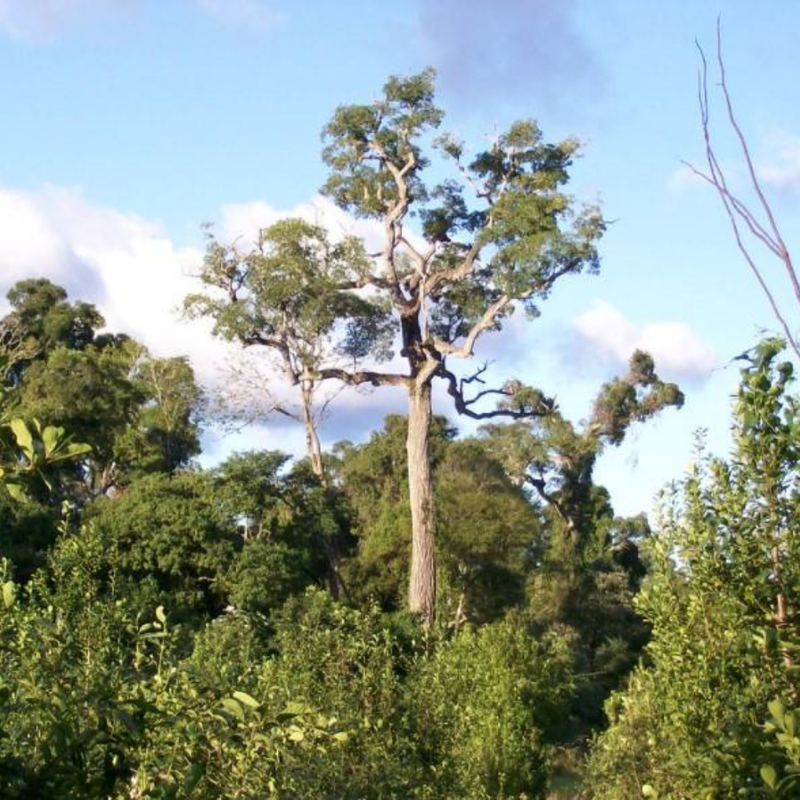 aravores peroba comum