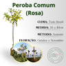 inf peroba comum