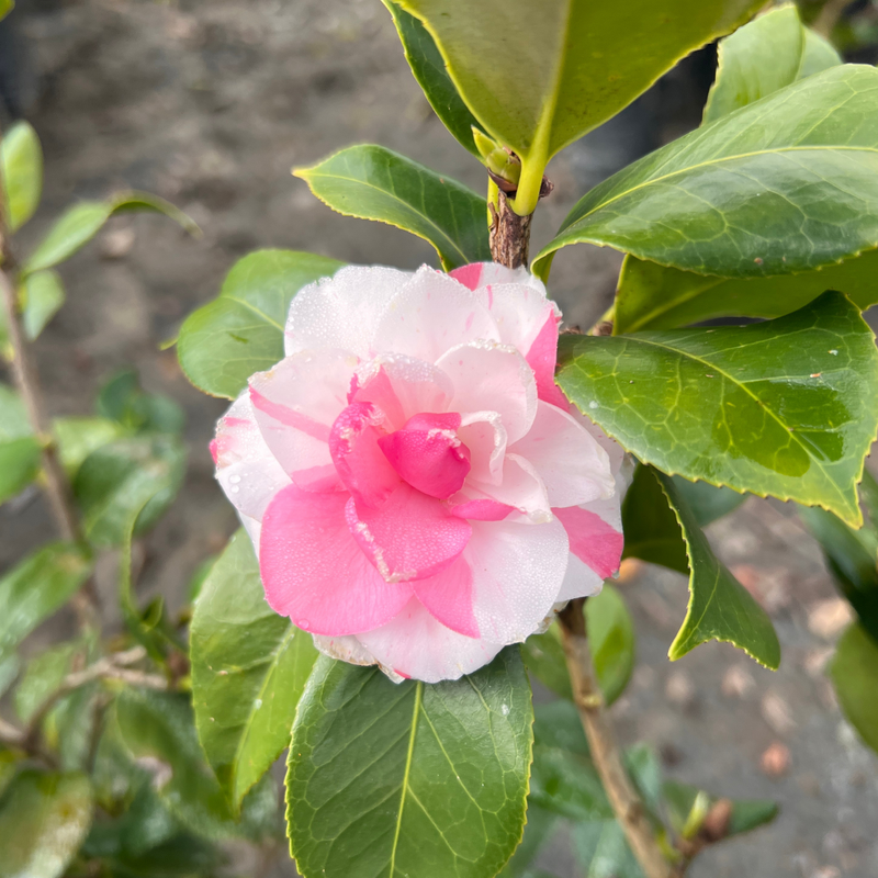 camelia rosa mesclada