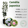 inf camelia rosa mesclada