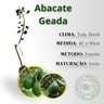 inf abacate geada