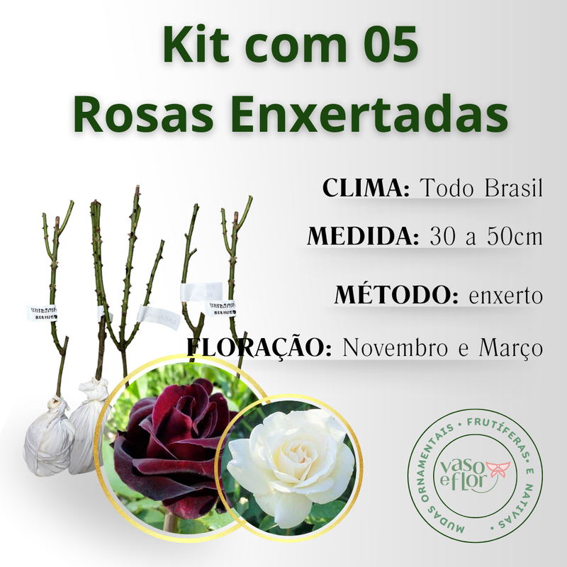 inf rosas