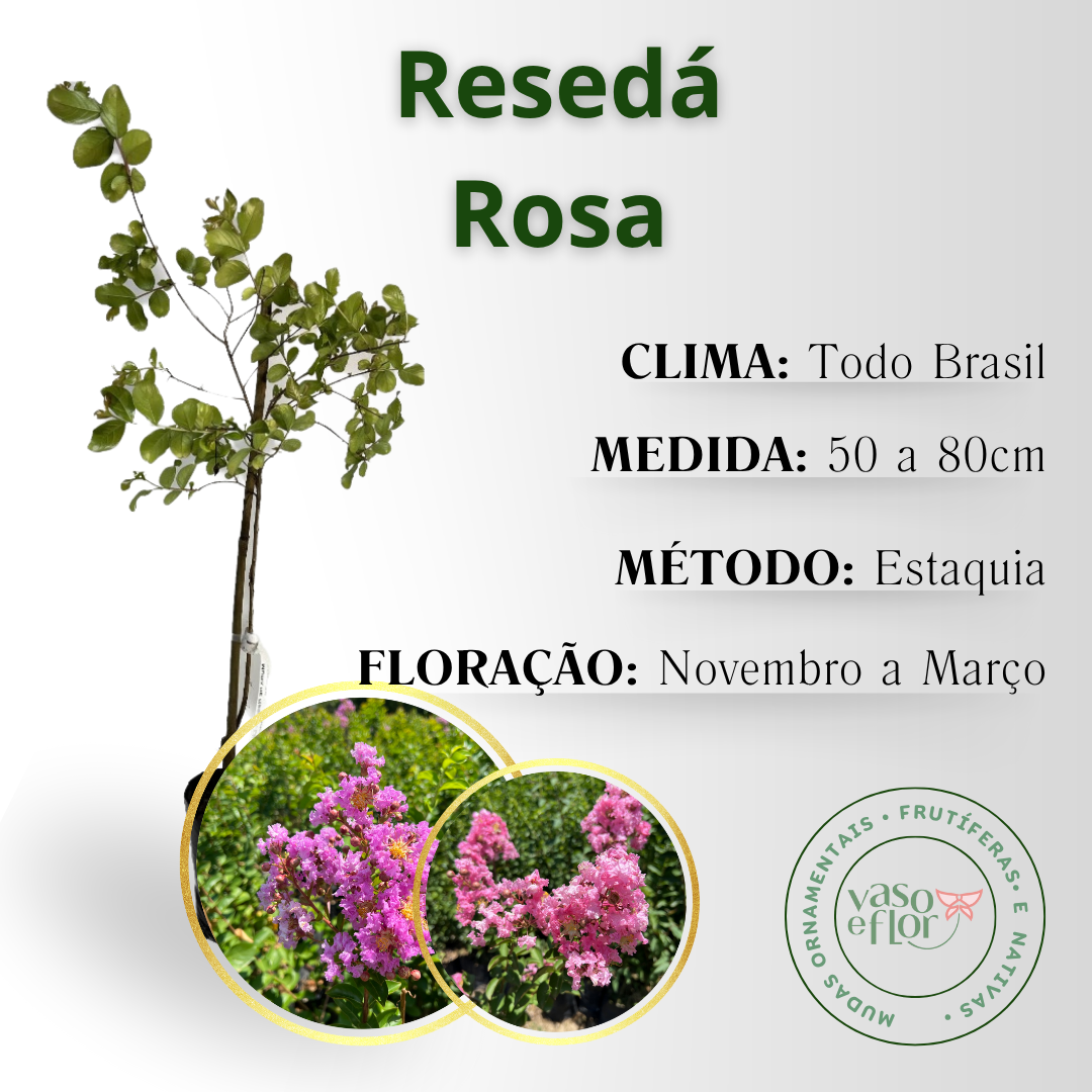 Muda de Resedá Rosa