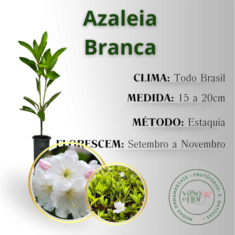 Muda de Azaleia Branca | vasoeflor