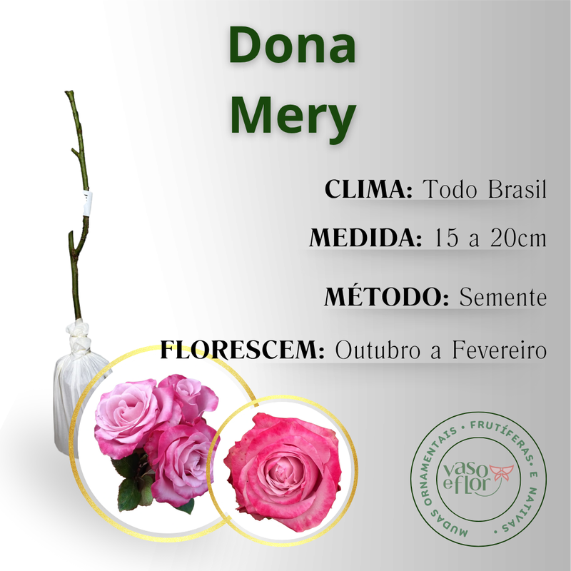 inf dona mery