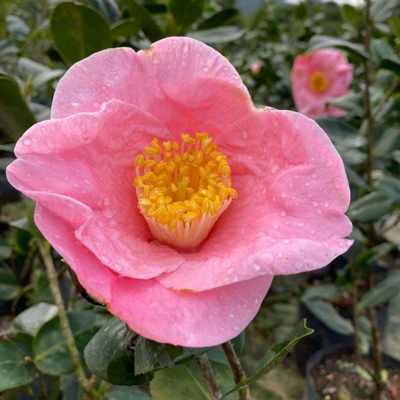 camelia rosa nova zelandia