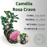inf camelia rosa cravo