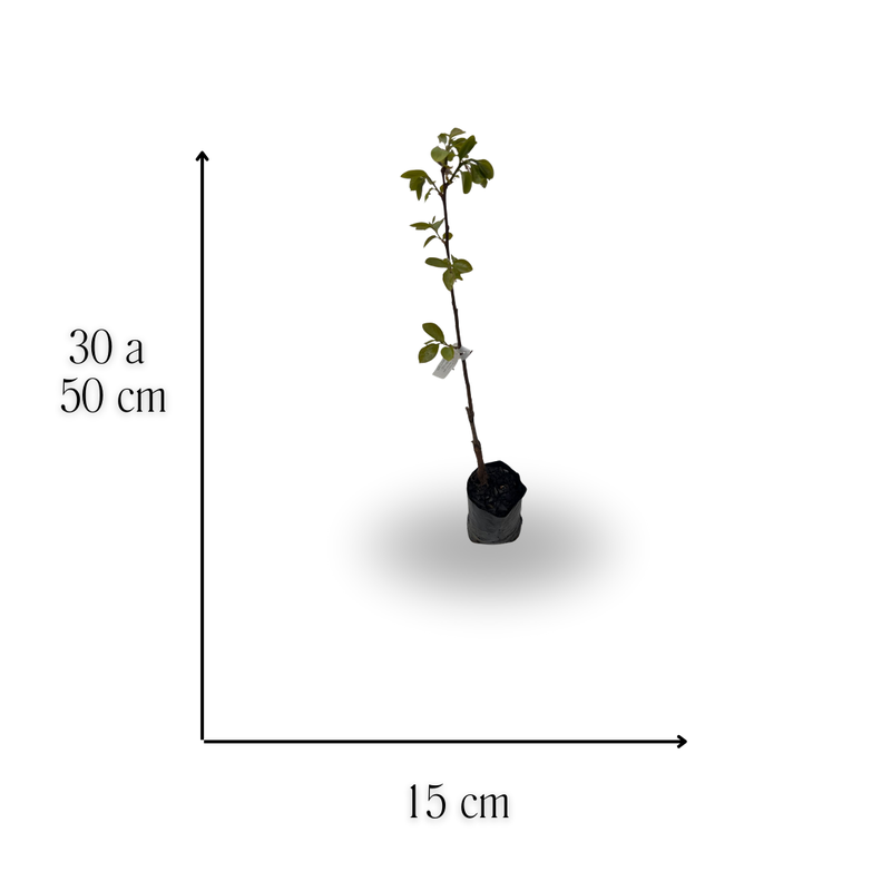 medida caqui rama forte