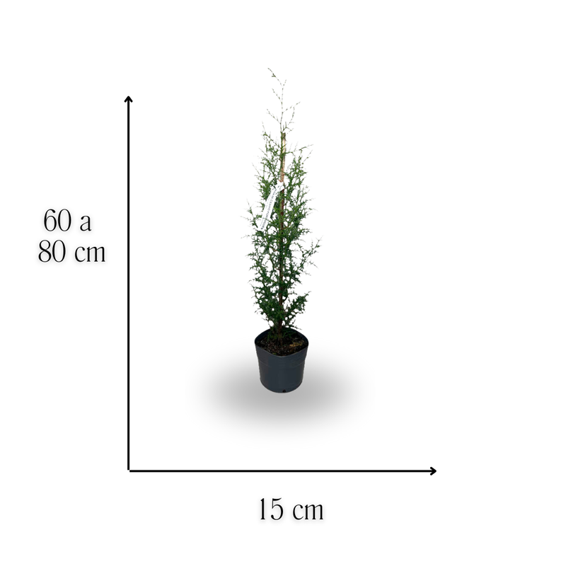 medida cedro portugues