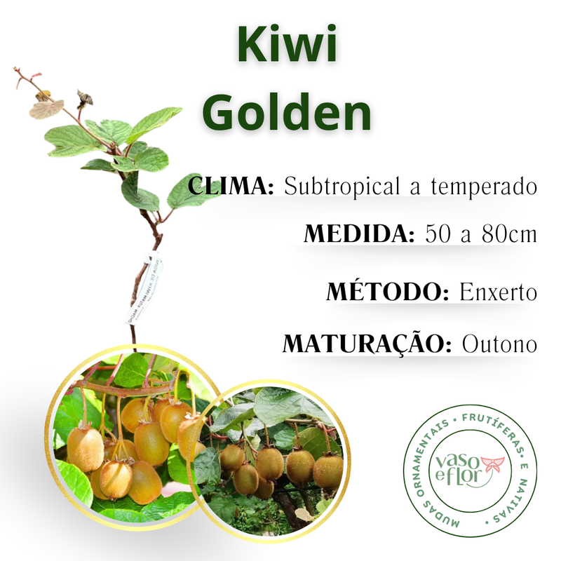Kiwi Golden (Amarelo) Enxertado Doce