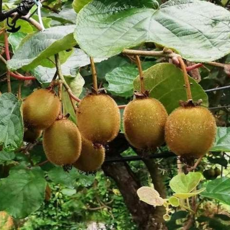 Kiwi Golden (Amarelo) Enxertado Doce