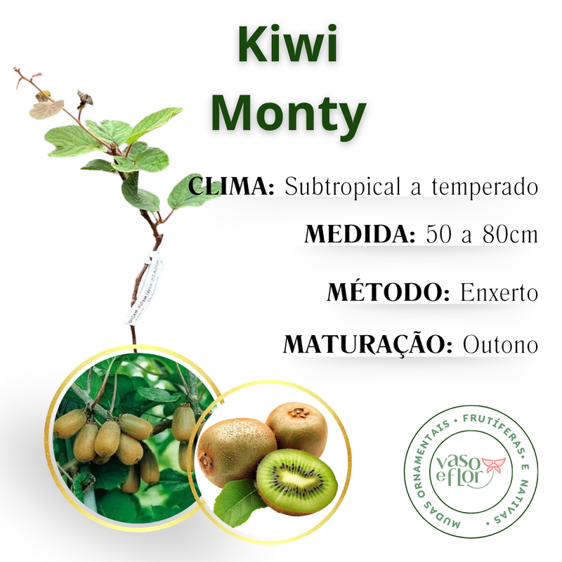 Kiwi Monty Enxertado Verde