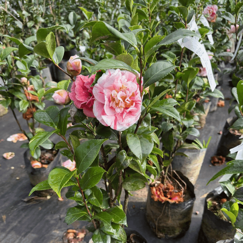 Muda de Camélia Japônica Rosa Mesclado - Vaso&Flor