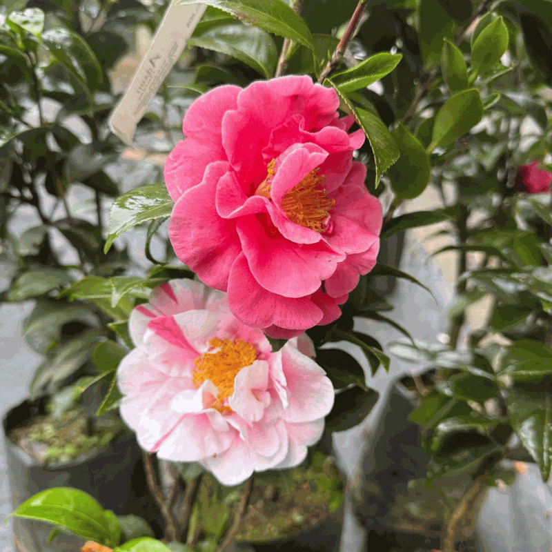 Muda de Camélia Japônica Rosa Mesclado - Vaso&Flor