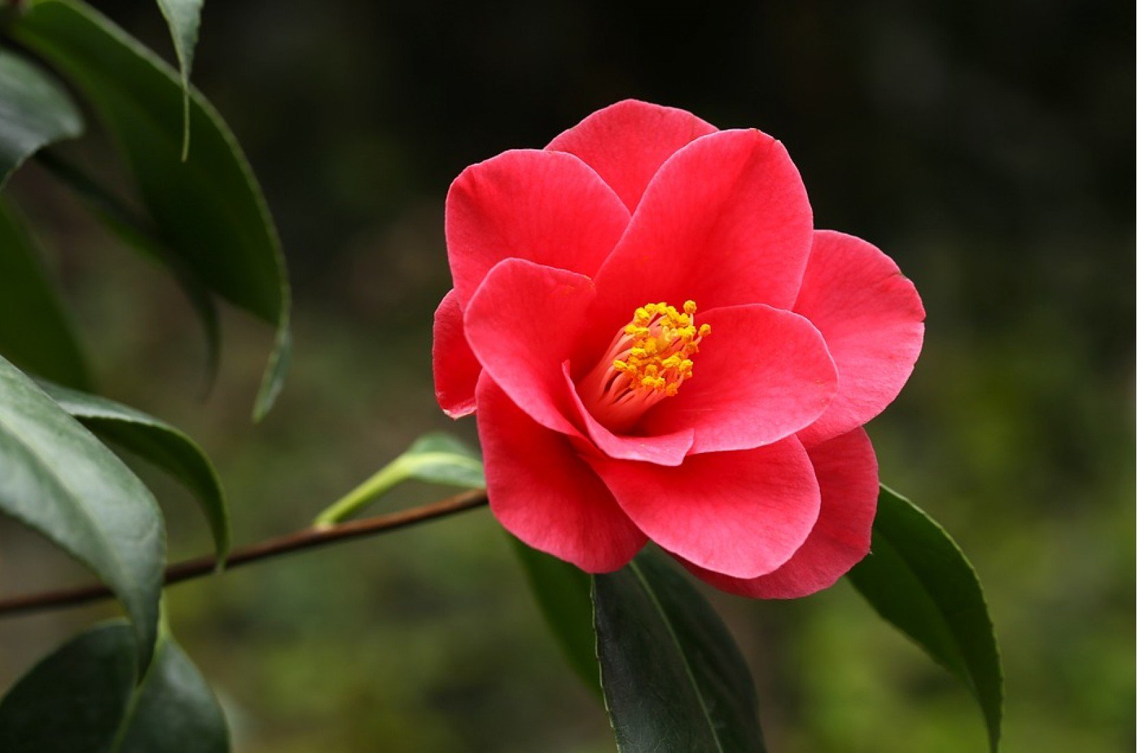 Camlia