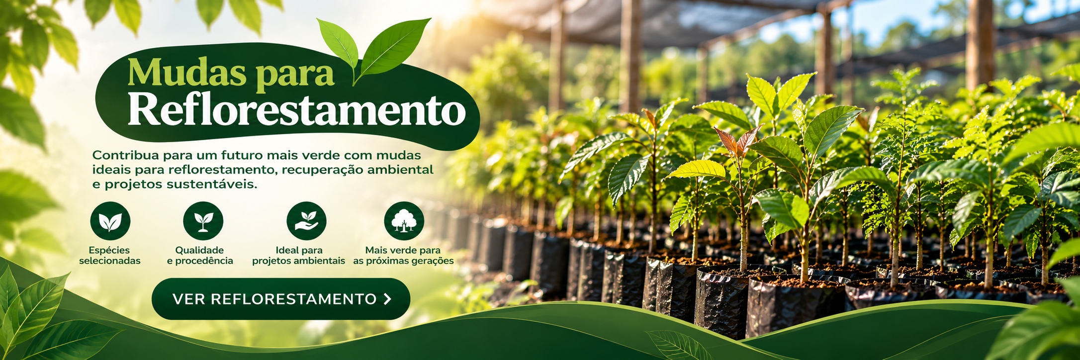 reflorestamento desktop